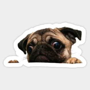 Scared pug Sticker